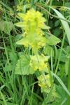 Cruciata laevipes