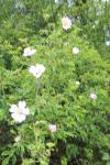Rosa canina