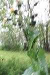 Sonchus asper