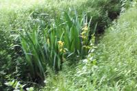 Iris pseudacorus