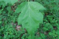 Torminalis glaberrima