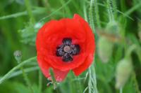 Papaver rhoeas