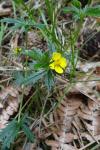 Potentilla erecta