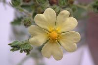 Potentilla recta