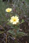 Potentilla recta