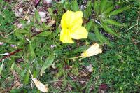 Oenothera biennis