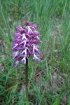 Orchis x angusticruris