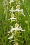 Platanthera chlorantha