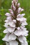 Dactylorhiza maculata
