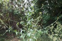 Sisymbrium officinale