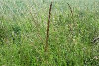 Calamagrostis epigejos