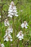 Dactylorhiza maculata