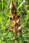 Orobanche gracilis