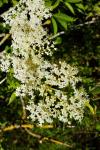 Sambucus nigra