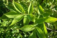 Sambucus nigra