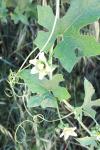 Bryonia dioica