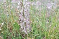 Himantoglossum hircinum