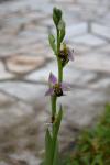 Ophrys apifera