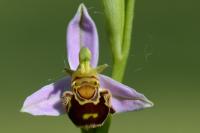 Ophrys apifera