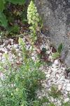 Reseda lutea