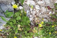 Lapsana communis