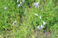 Campanula rapunculus