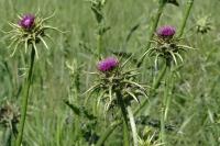 Silybum marianum