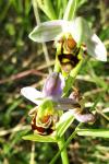 Ophrys apifera
