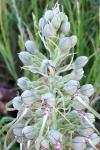 Himantoglossum hircinum