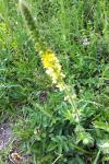 Agrimonia eupatoria