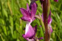 Anacamptis laxiflora