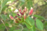 Lonicera periclymenum