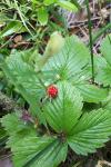Fragaria vesca