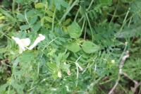 Vicia lutea