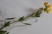 Lathyrus pratensis