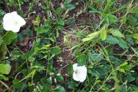 Convolvulus arvensis