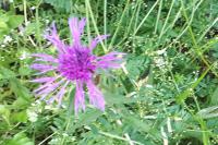 Centaurea scabiosa