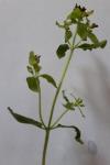 Stellaria media