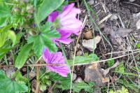 Malva sylvestris