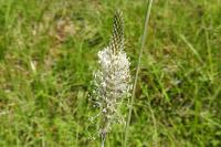 Plantago media
