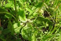 Plantago media