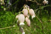 Silene vulgaris