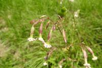 Silene nutans
