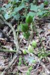 Hyacinthoides non-scripta