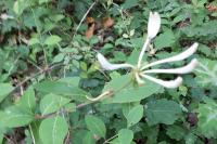 Lonicera periclymenum