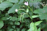 Epilobium montanum