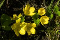 Lysimachia nummularia