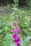 Digitalis purpurea
