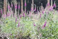 Digitalis purpurea