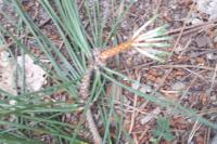 Pinus pinaster
